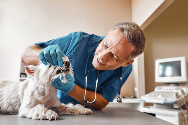 Best Mobile Emergency Dentist in Methuen Town, MA